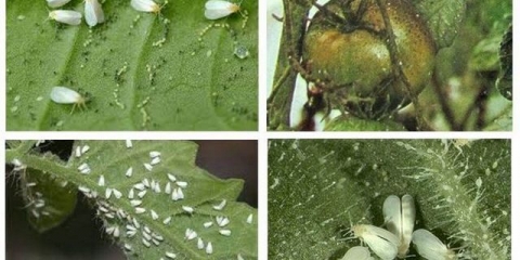 Bijela mušica na sadnicama paradajza: kako se boriti